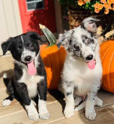 Rocking N Ranch Registered Border Collies, Labradors & Quarter Horses