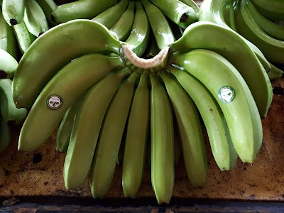 Photos of CIC Banana Packing Center