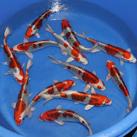 A FLORE D'EAU à Lesneven