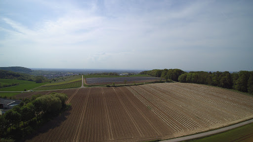 Hofladen Windhof - Beifuss - Thumbnail