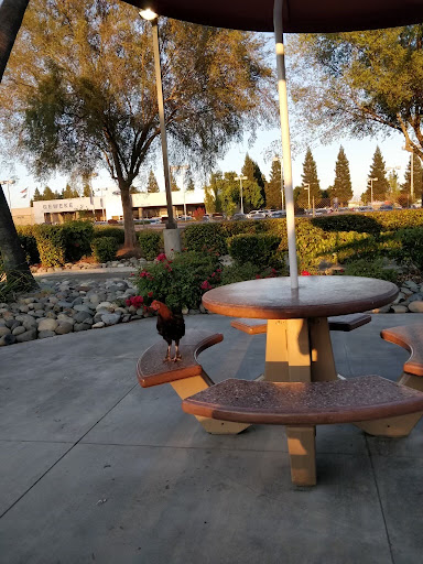 Yuba city road chickens! - Thumbnail