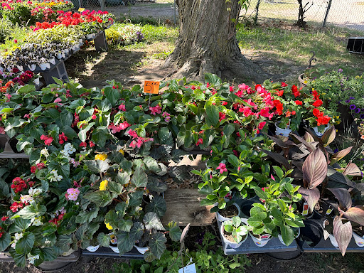 Primarily Plants & Floral - Thumbnail