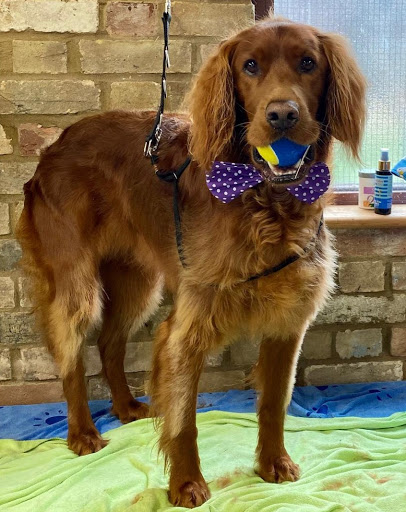 Wilma's Wagnificent Pet Spa