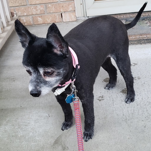 Debbie's Wagging Tails Grooming - Thumbnail