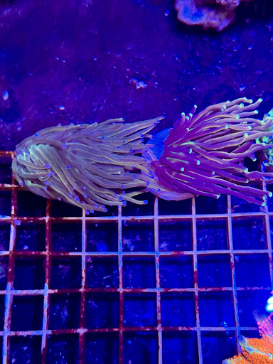 Aquatic Underworld - Visual