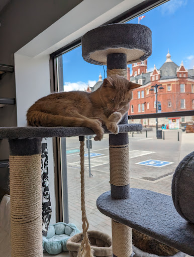 Alley Cat Cat Cafe - Thumbnail