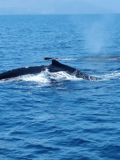Condor Express Whale Watching Gallery - United States