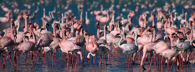 Photos of Go2Africa Safaris