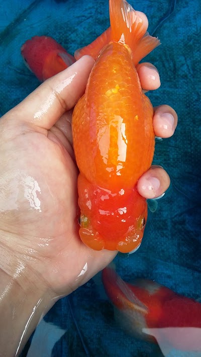 Photos of Tyo Goldfish Farm