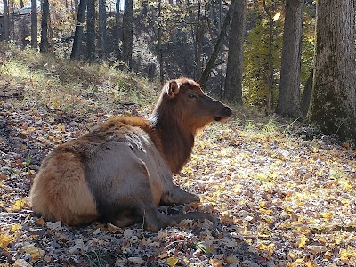 Lone Elk Park