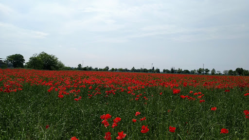 Parco Brodolini - Thumbnail