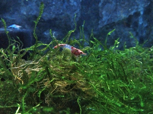 AQUATIC-ART DESIGN - Thumbnail