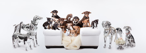 Vanderpump Pets - Visual