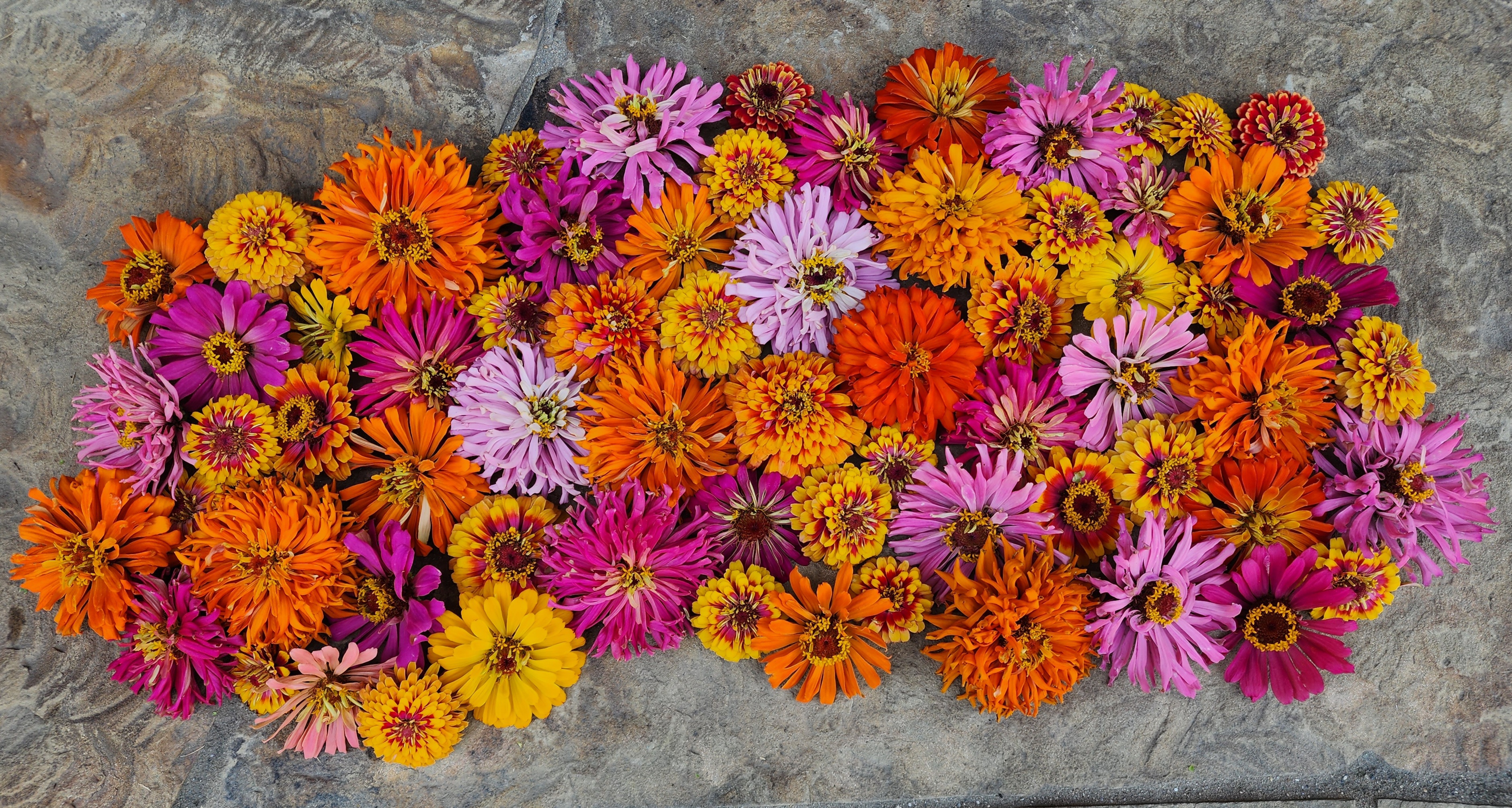 Summer Skye Gardens