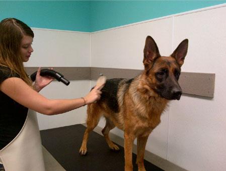 BlackPaw Gallery - United States