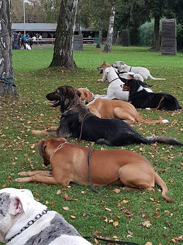understand dogs photo