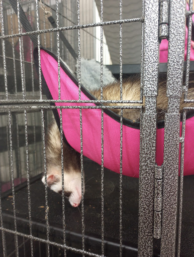 Pet Supplies Plus Galesburg Gallery - United States