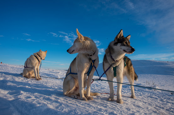 Alaska Homestead Adventures by null