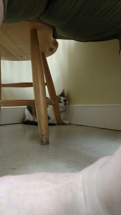 Photos of Northside Animal Hospital
