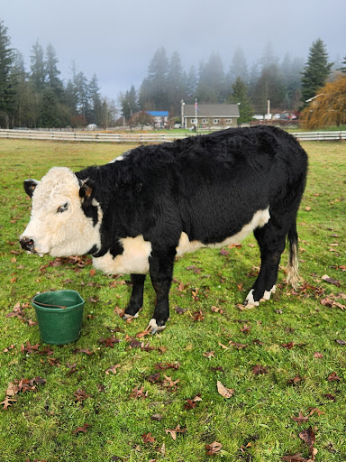 Plateau Veterinary - Visual
