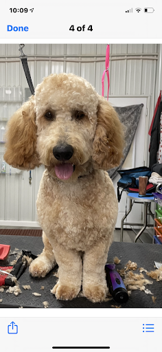 Pampered Pets - Thumbnail