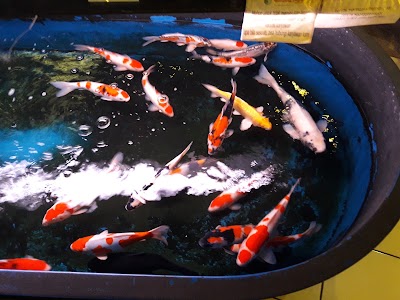 Photos of Gampang Ingat Aquarium