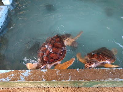 Photos of Sea Turtles Conservation Station