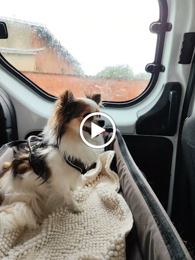 Tierärztliche Gemeinschaftspraxis unter Pritzwalk, Brandenburg