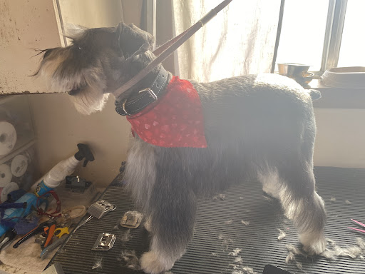 Dottie's Doggy Day Spaw - Thumbnail