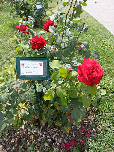 Roseto comunale - Visual