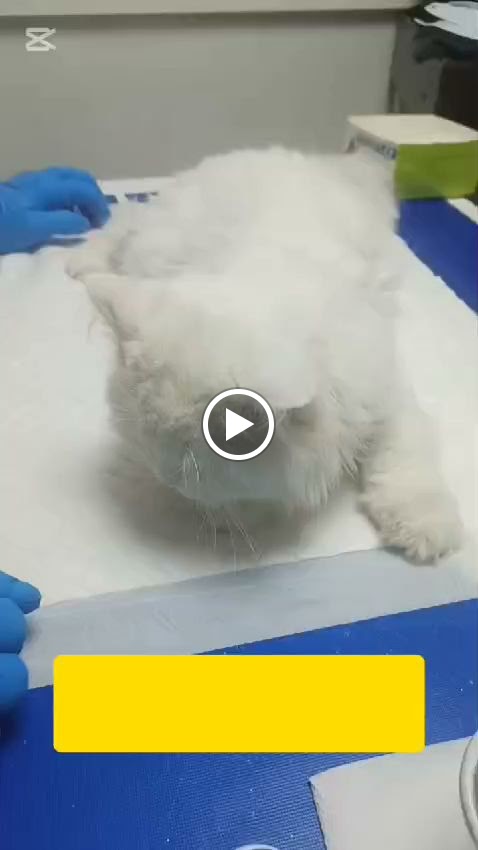 عيادة الطارق البيطرية - صورة 3