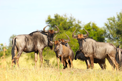 Safari's Op Maat - Thumbnail