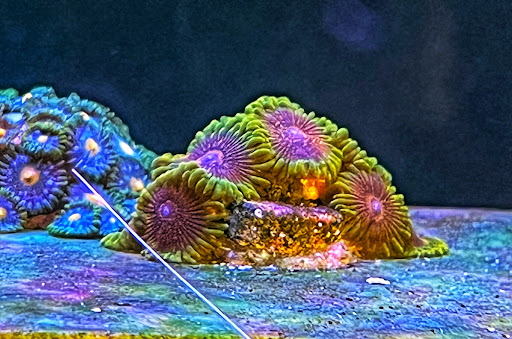 Reef Dynamics - Visual