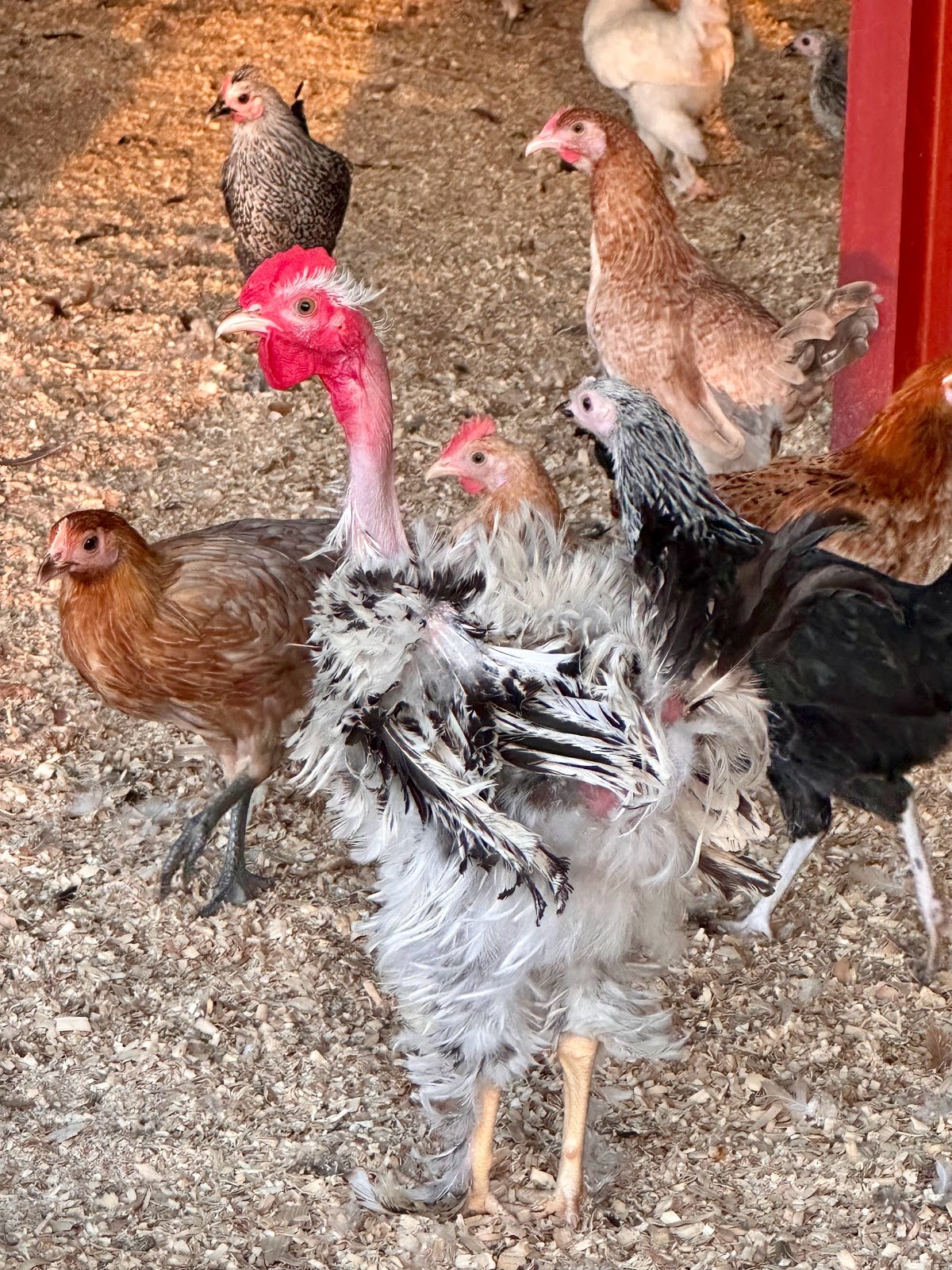 Poultry Farm 26 - مزرعة 26 للدواجن - صورة 3