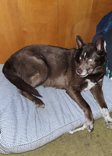 Northwest PA Pet Emergency Center - Thumbnail