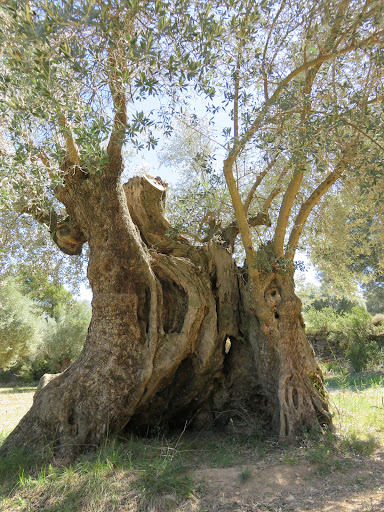 Olivera Milenaria de Cervera