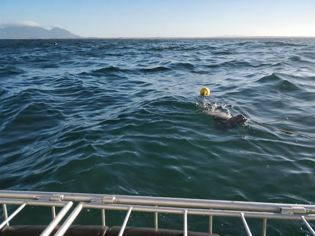 Apex Shark Expeditions