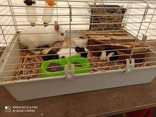 Il Supermarket Degli Animali Da Piero - Thumbnail