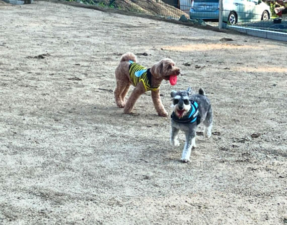 ドッグラン TAROW'S