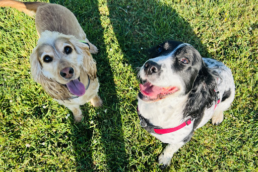 Allisons Kennels