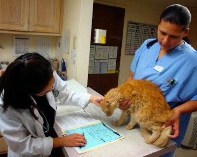 Veterinary Care