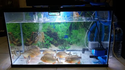 Photos of CV Mandiri Aquarium