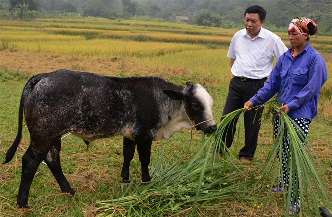 Dịch Vụ Thú Y 3 Tin, Thọ Tân Bắc, An Nhơn, Bình Định