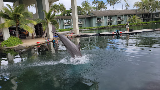 Dolphin Quest - Visual