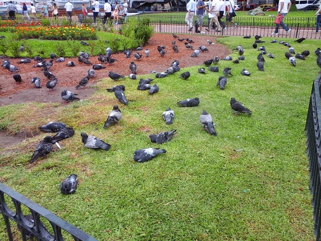 Plaza de Mayo