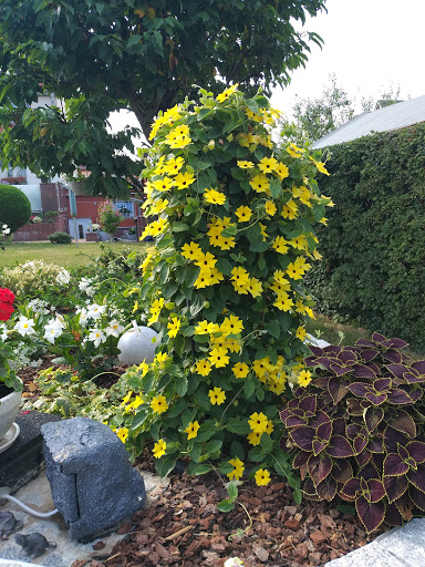 Blumenfreund Pause - Thumbnail