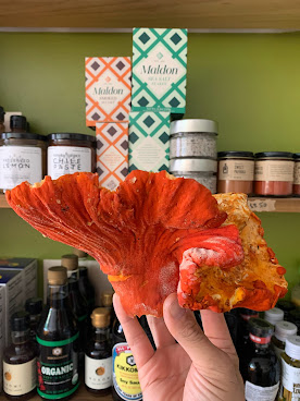 THE mushroom shop by null