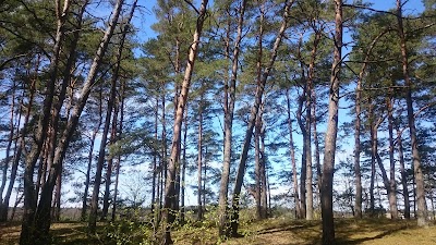 Photos of Darm&scaron;tates priežu audze