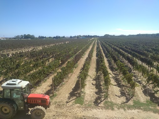 Meridiana Vineyard, Author: Yinca O.