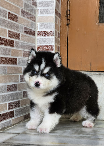 Blue eyes siberian husky puppies available in Lucknow.. post image